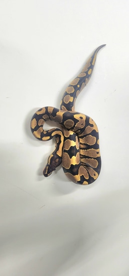 Orange Dream Fire Yellow Belly Lace 100% Het Hypo Ball Python by 816 ...