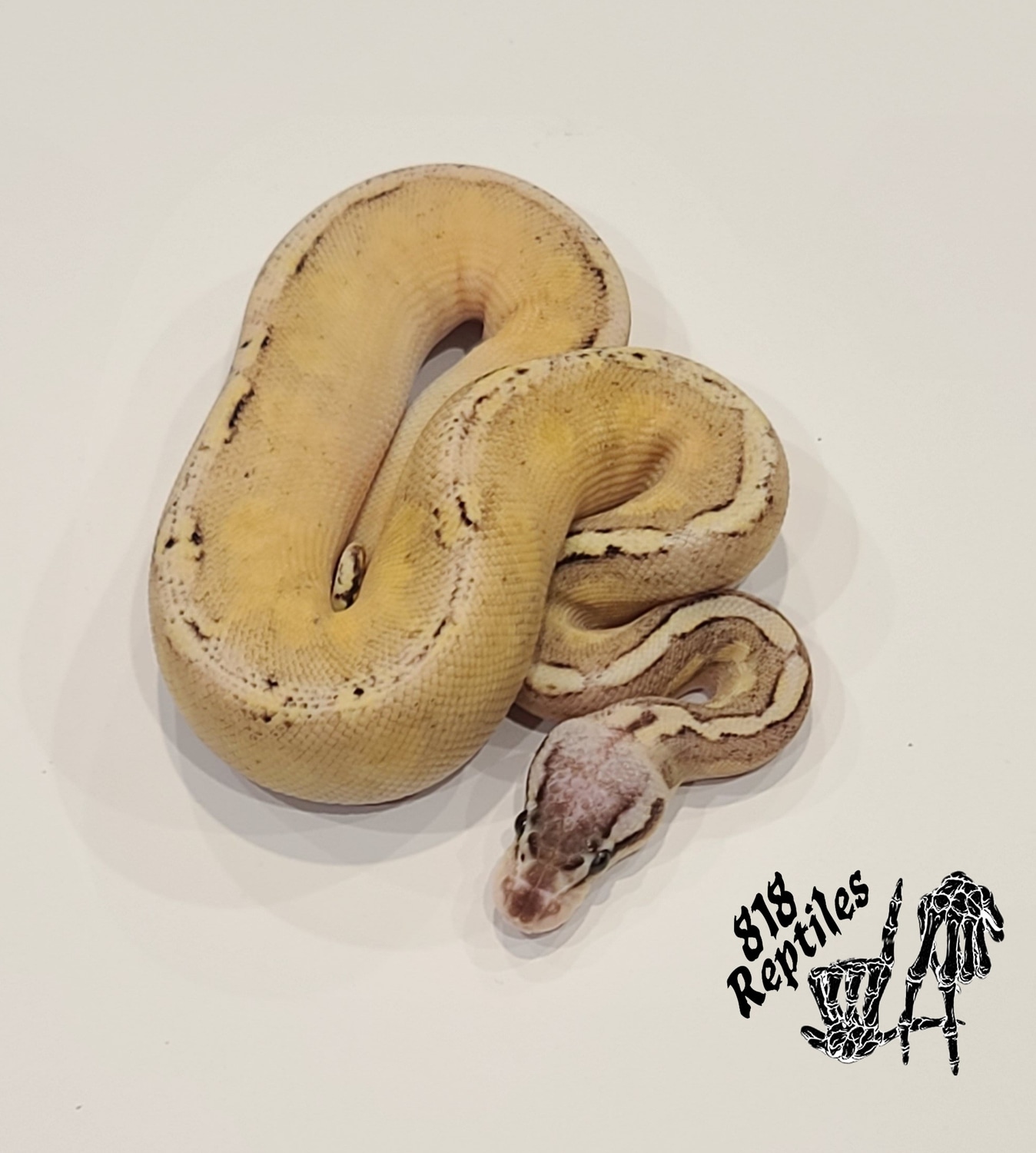 Pastel Ghi Special Bongo Or Vanilla Ball Python by 818 Reptiles