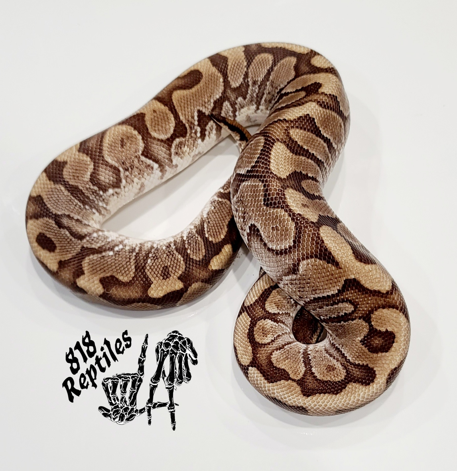 HGW Yellowbelly Ball Python by 818 Reptiles - MorphMarket