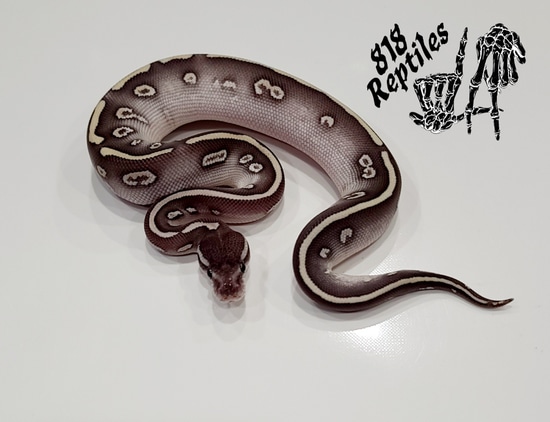 Super Phantom Ball Python by 818 Reptiles