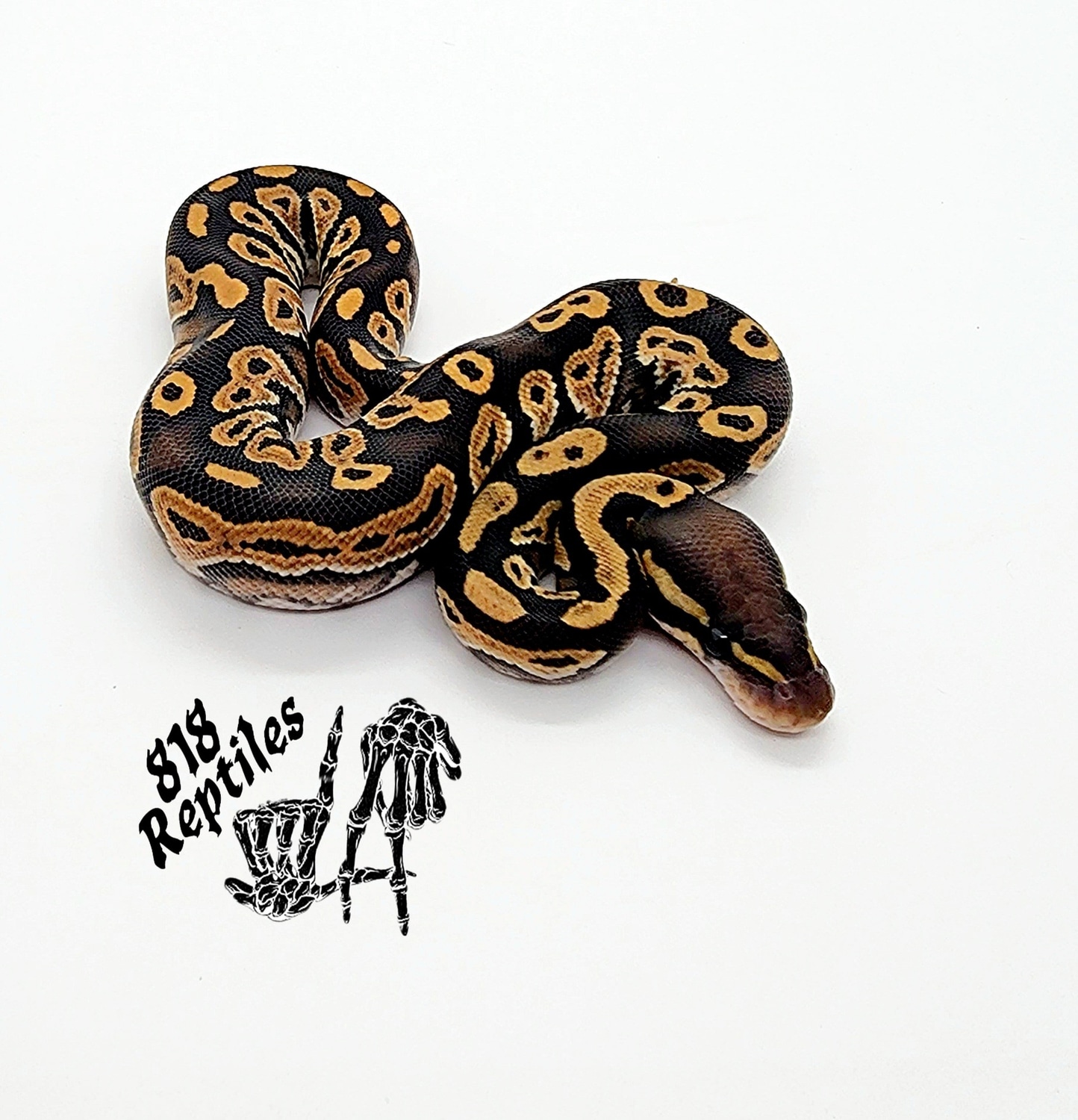Hypo Blackhead Het Clown Possible Ringer Gene Red Gene Ball Python by ...