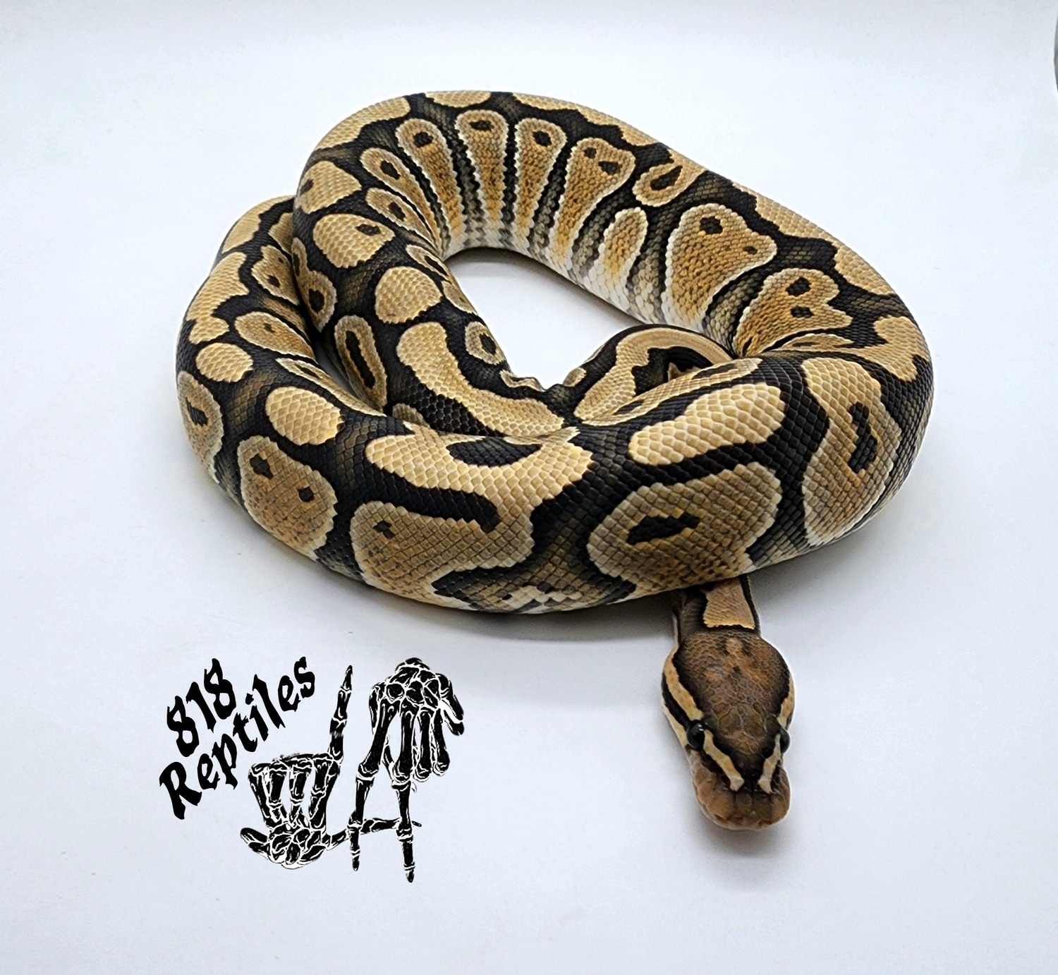 Hypo 66% DH Cryptic Rainbow Ball Python by 818 Reptiles - MorphMarket