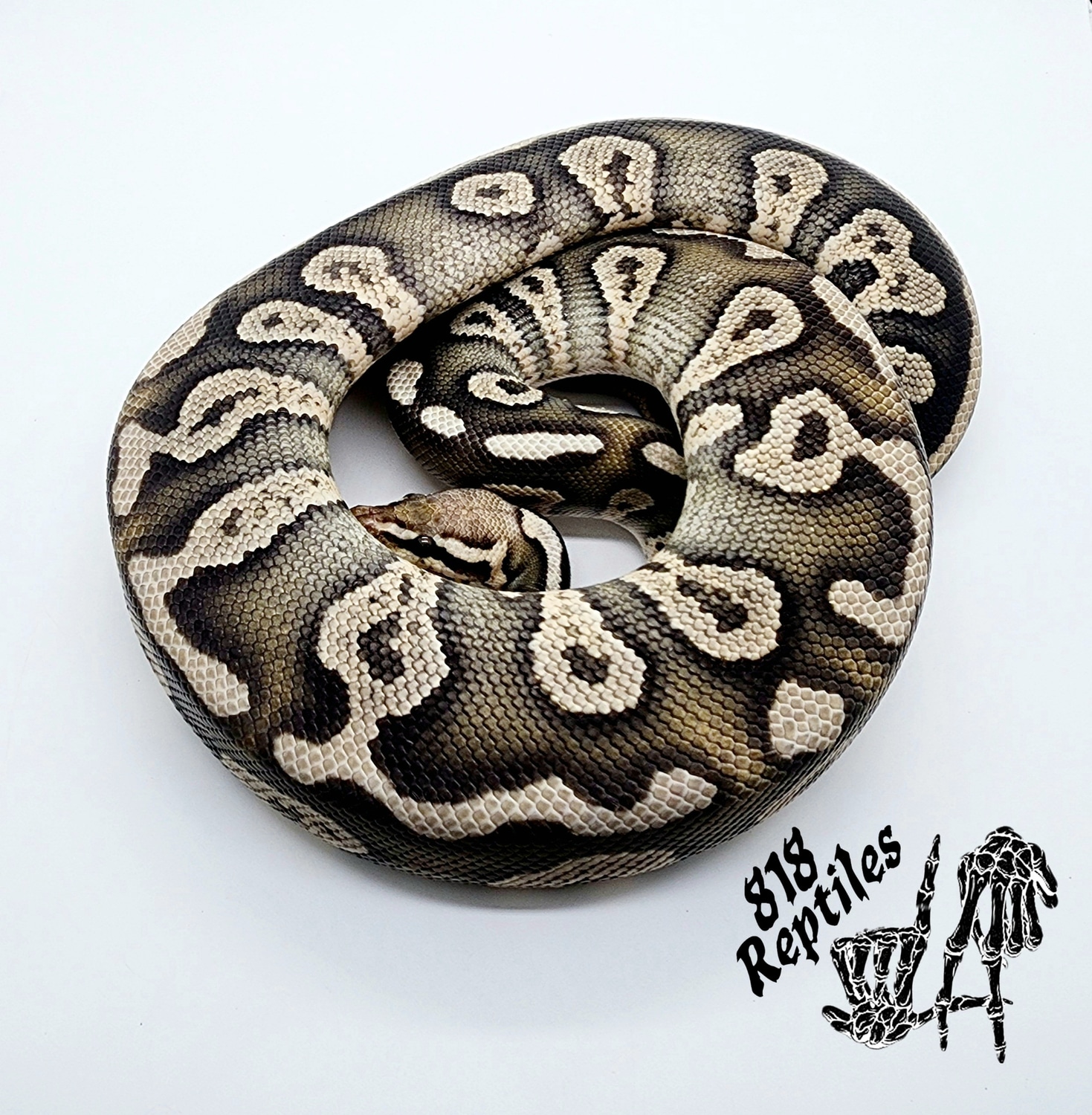 Hypo Pastel Chocolate Ball Python by 818 Reptiles - MorphMarket