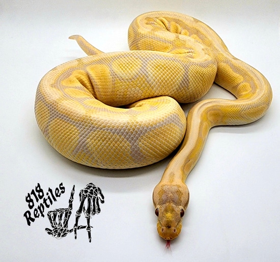 Super Pastel Lavender Albino Het Clown Ball Python by 818 Reptiles