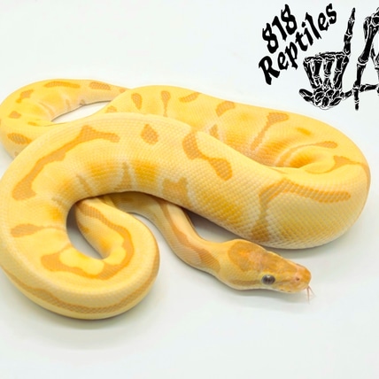 邦楽 Mardelas/Snake to Revive + morphose Snake to the Fire | Mardelas Official Website | マーデラス公式HP