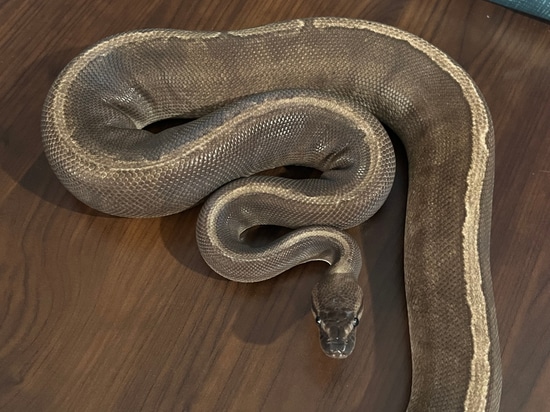 GHI Jigsaw 100% Het Hypo - Neuro Ball Python by Duncan Robertson