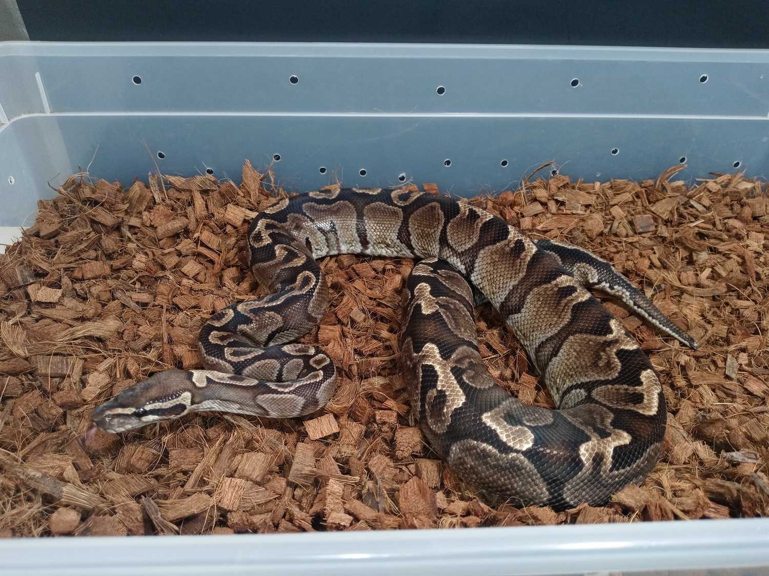 GHI Het Vpi Axanthic Ball Python by J&Ks VPI axanthics - MorphMarket