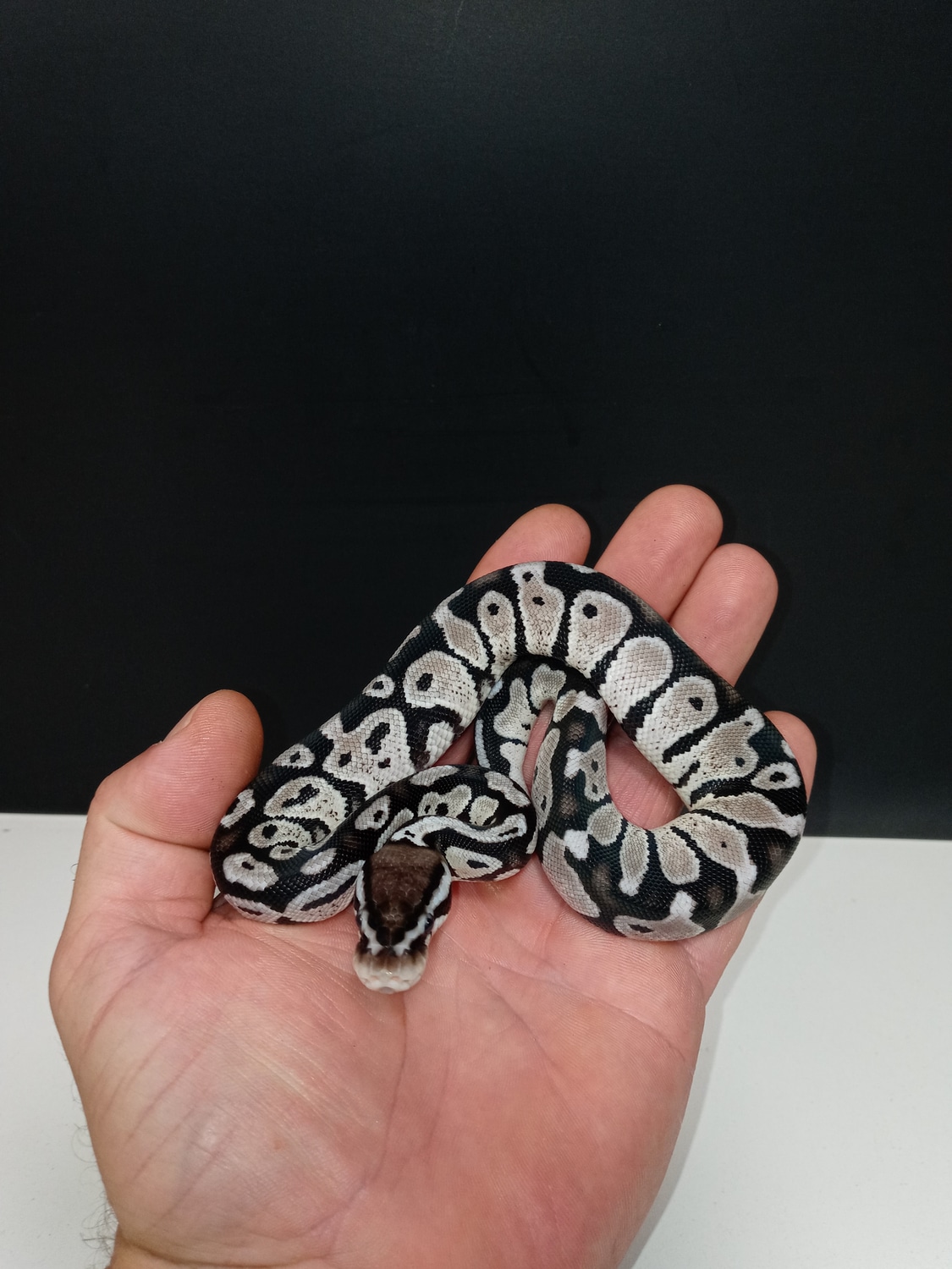 Vpi Axanthic Pastel Ball Python by J&Ks VPI axanthics - MorphMarket