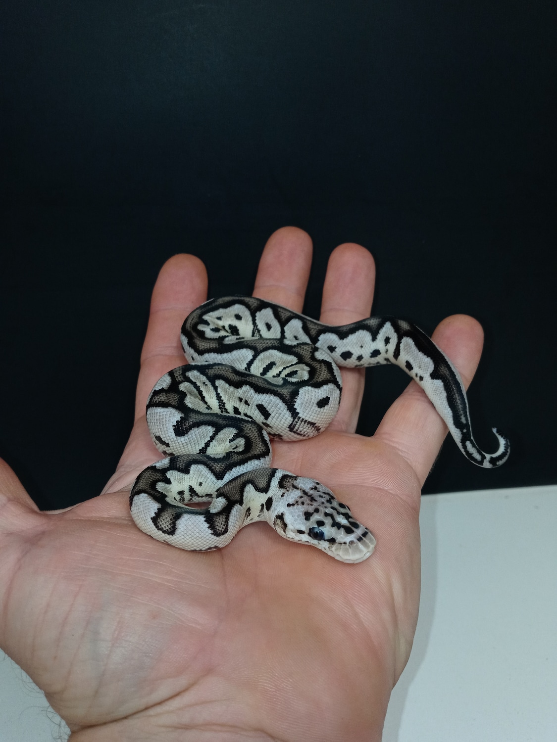 Vpi Axanthic Pastel Clown Ball Python by J&Ks VPI axanthics - MorphMarket