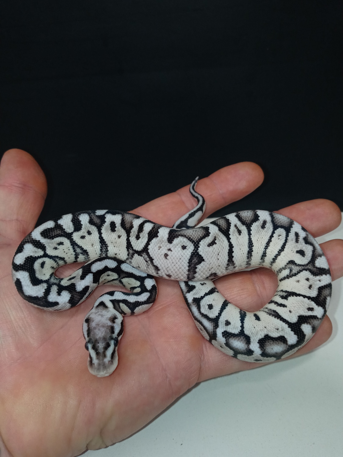 Vpi Axanthic Super Pastel Ball Python by J&Ks VPI axanthics - MorphMarket