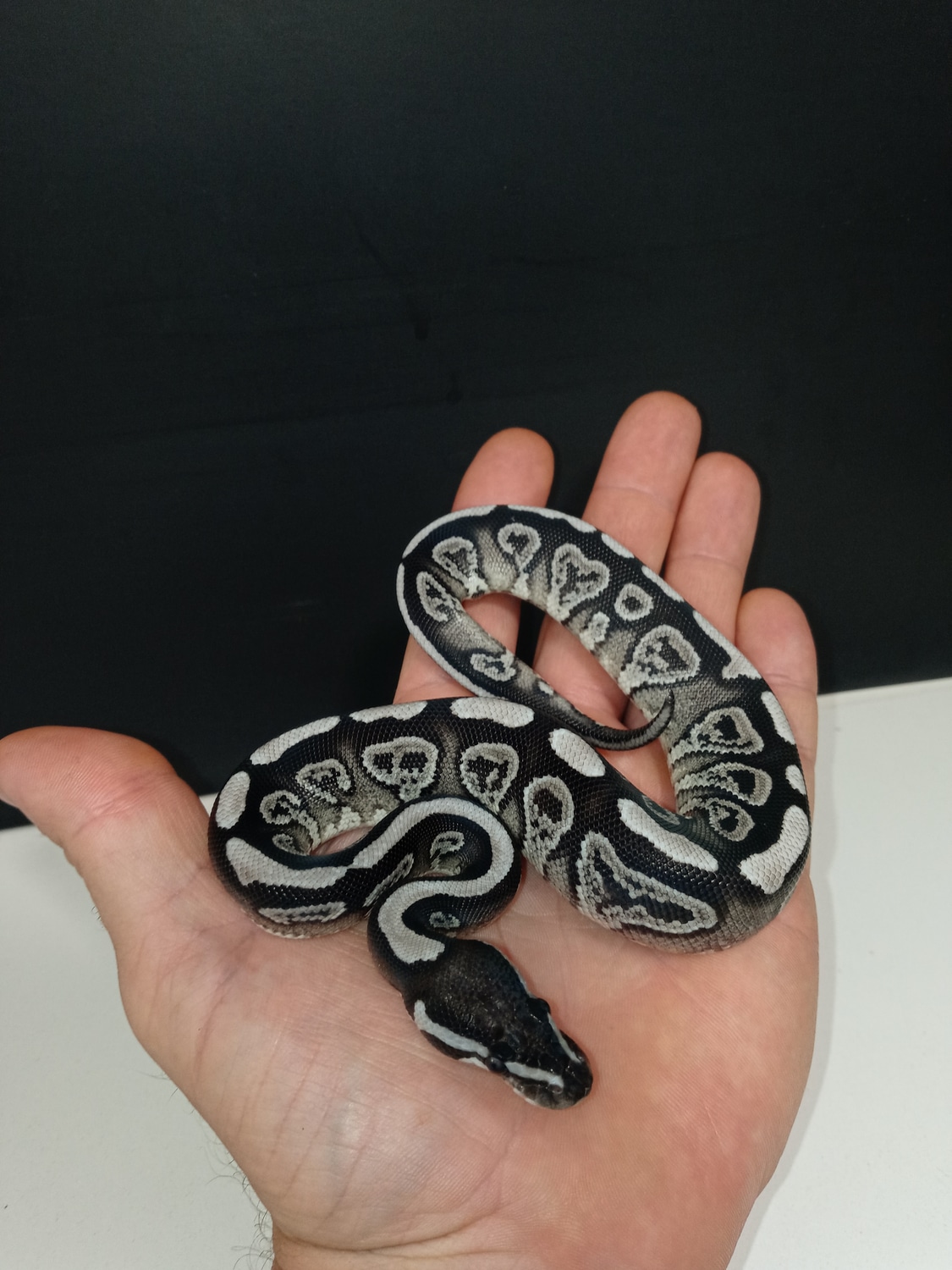 Vpi Axanthic Mojave Ball Python by J&Ks VPI axanthics - MorphMarket
