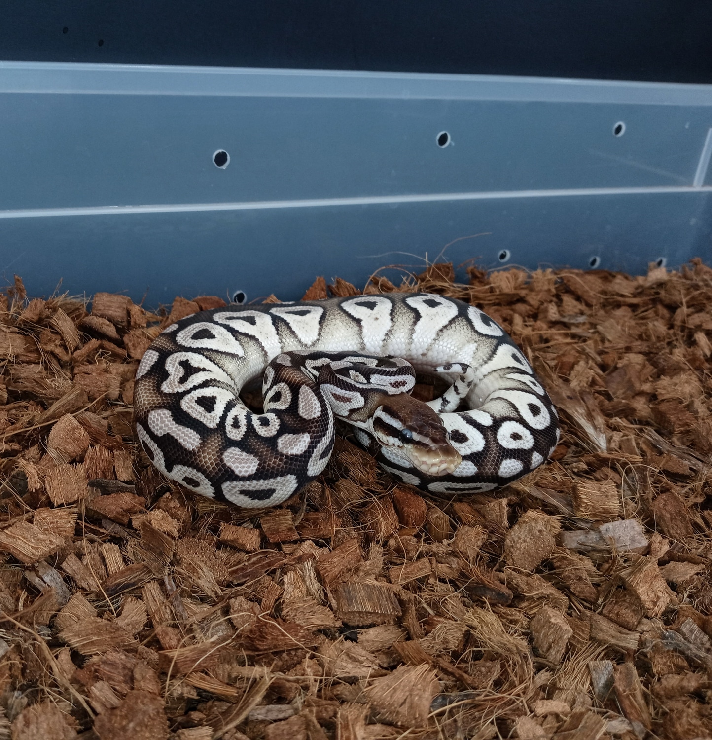 Vpi Axanthic Pastave Ball Python by J&Ks VPI axanthics - MorphMarket