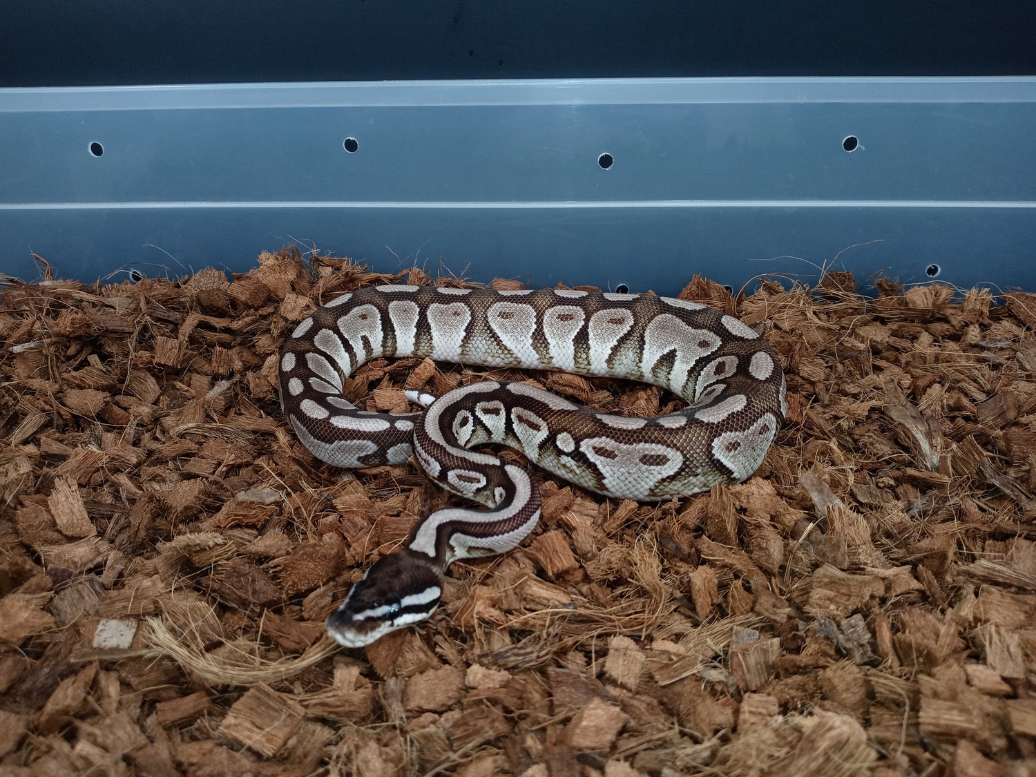 Vpi Axanthic Calico Bongo Ball Python by J&Ks VPI axanthics - MorphMarket