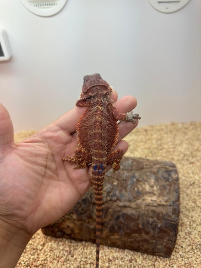 3/4 Red Monster On Sale!🚨 Central Bearded Dragon by Alpha Exotics