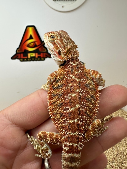 75% Red Monster Boy👹🦖 Central Bearded Dragon by Alpha Exotics