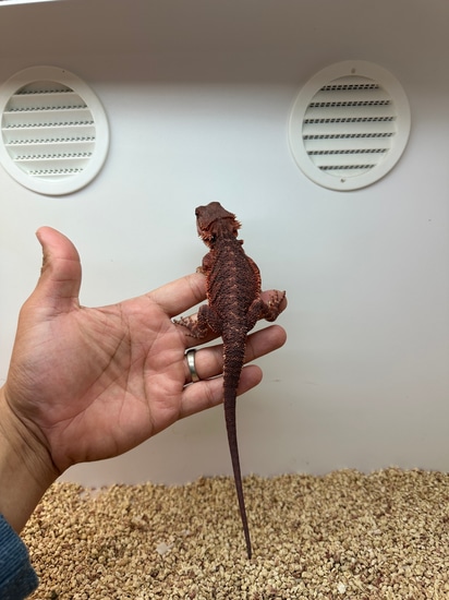 75% Red Monster Boy👹(Holdback Quality) Central Bearded Dragon by Alpha ...