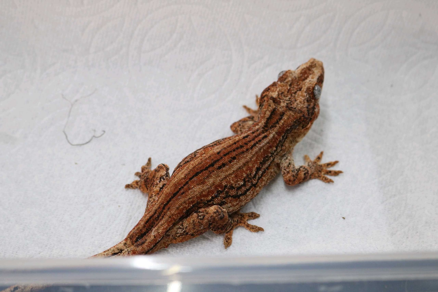 RTB Female Gargoyle Gecko by Alvarez Exotics MorphMarket