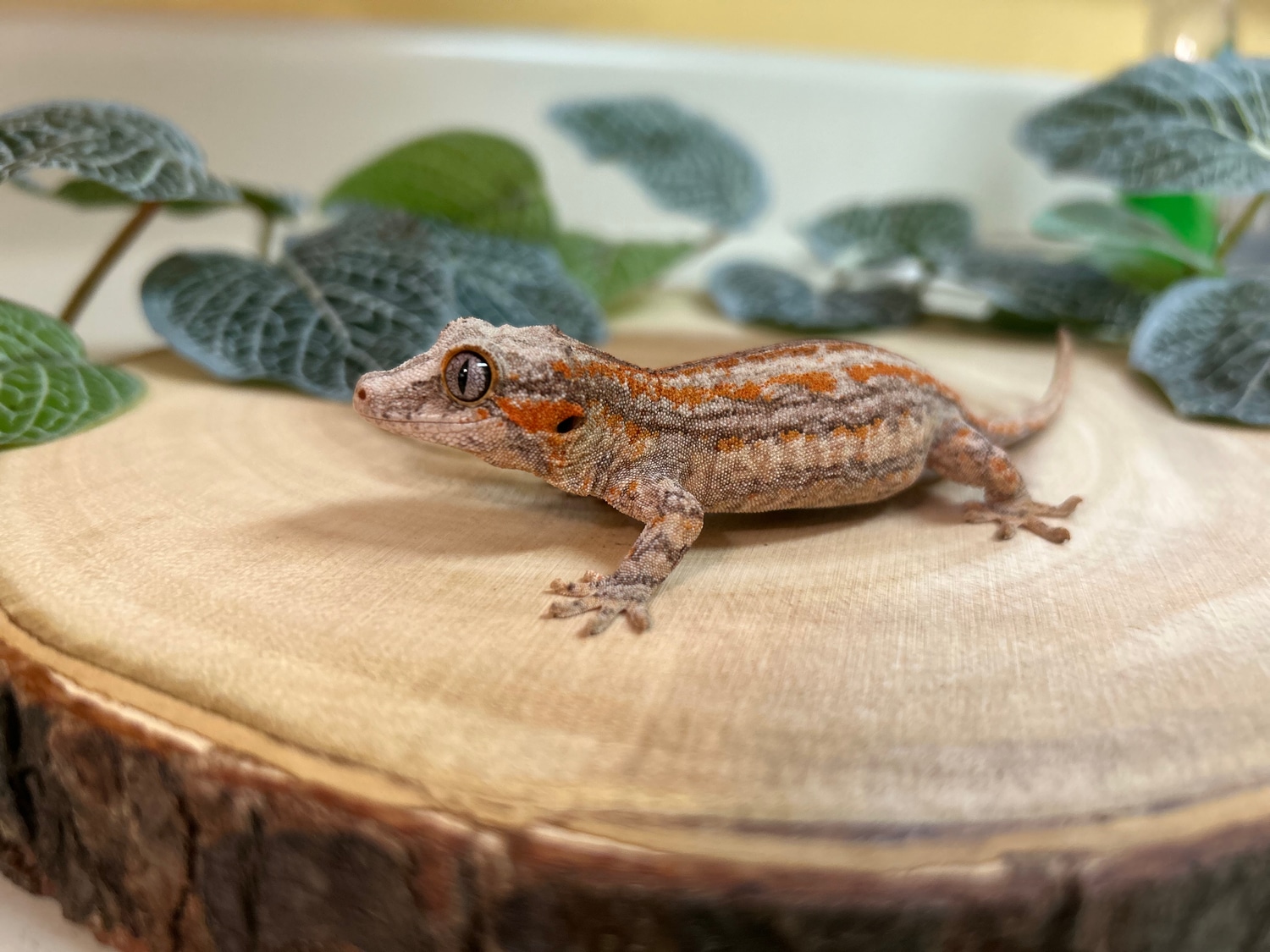 Well Started Gargoyle Gecko by Alvarez Exotics - MorphMarket