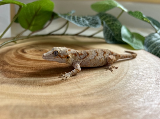 Well Started Baby Gargoyle Gecko by Alvarez Exotics