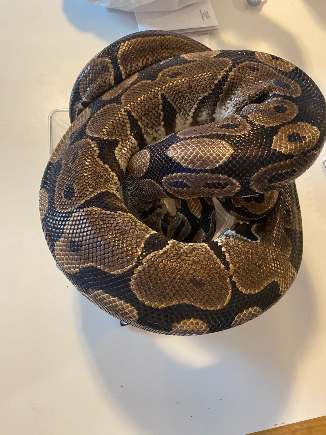 Proven Female Normal Ball Python by A and C’s Reptiles - MorphMarket