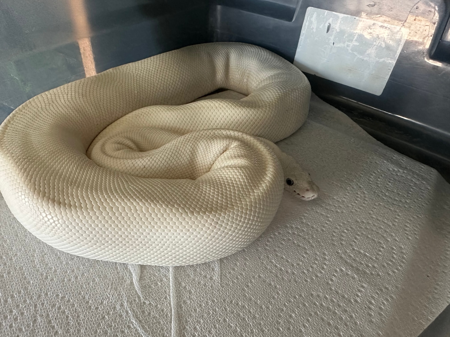 Blue Eye Butter/Lesser Ball Python by A and C’s Reptiles - MorphMarket
