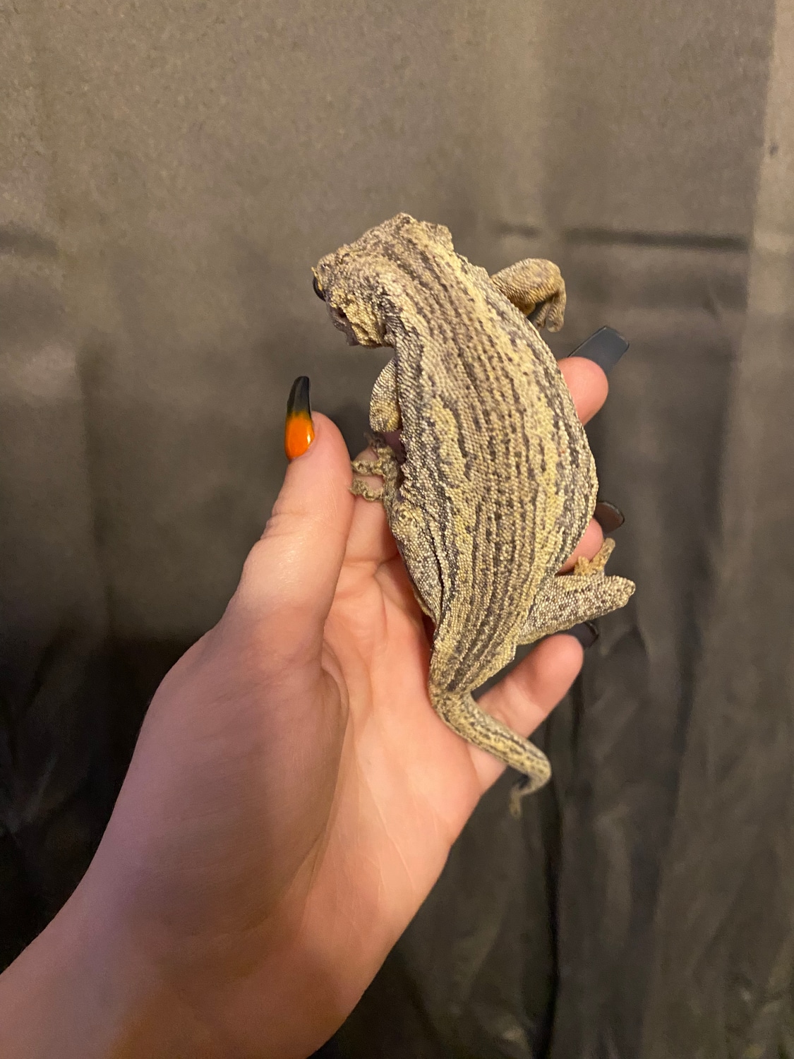 Proven Female Gargoyle Gecko by A and C’s Reptiles MorphMarket
