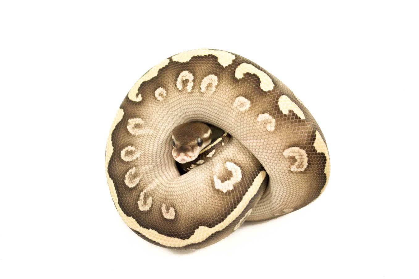 Super Phantom Ball Python by The Royal Pythons MorphMarket