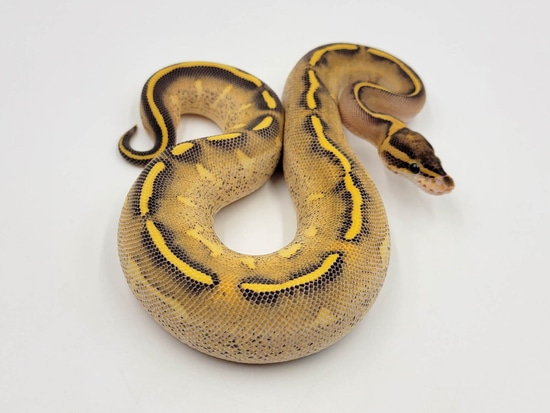 Highway Ball Python by The Royal Pythons