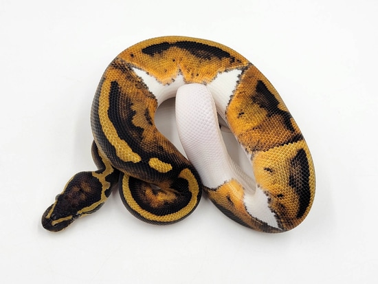 Genex Ball Python GeneX Pied Ball Python by The Royal Pythons