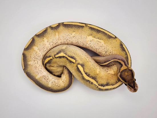 Highway Ball Python by The Royal Pythons