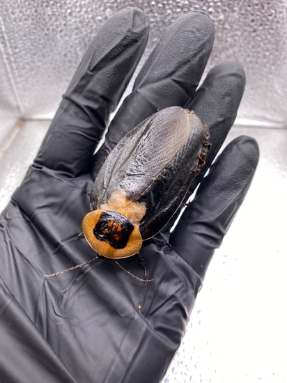 Mixed Cockroach Death Head Roaches, Blaberus Craniifer MIXED NYPHMS Cockroach by ...
