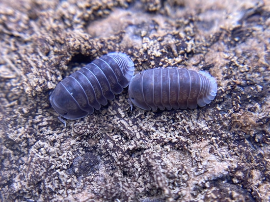Cubaris Sp. White Side Isopod by Rollypolliesonaroll