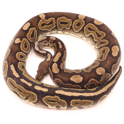 Cinnamon 100% Het Hypo & Pastel Black Head 100% Het Hypo Ball Python
