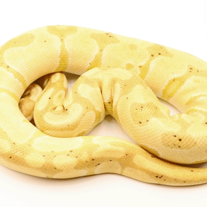 Pastel Cinnamon 100% Het Clown & Banana 100% Het Clown Ball Python