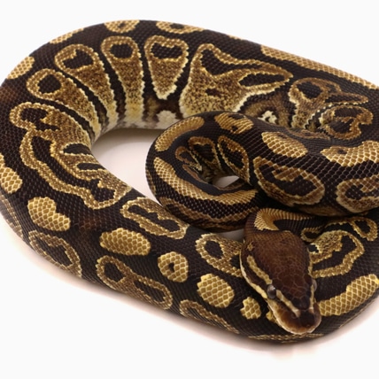 Blitz 100% Het Clown & Butter 100% Het Clown Ball Python