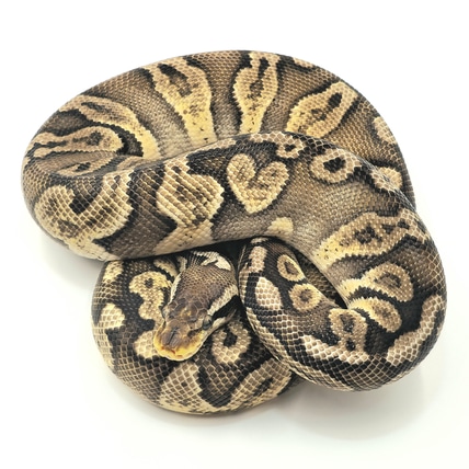 Pastel Black Head 100% Het Hypo & Pastel GHI Black Head 100% Het Hypo Ball Python