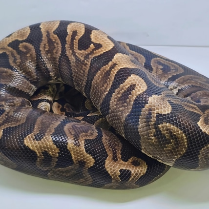 GHI & Mahogany Ball Python