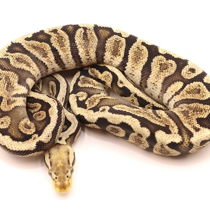 Pastel GHI Poss Fire 100% Het Clown & Black Head 100% Het Clown Poss Het Hypo Ball Python