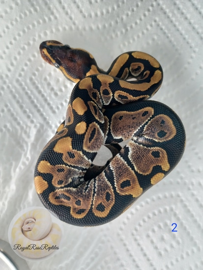 Normal Ball Python by Royal Rose Reptiles