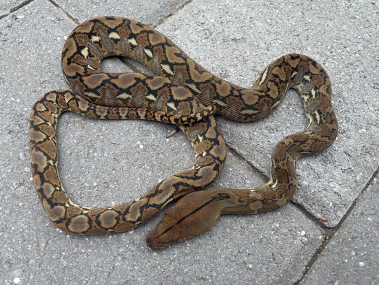 62.5% Kalaotoa/Madu SD Wildtype 100% Het Anery Reticulated Python by ...