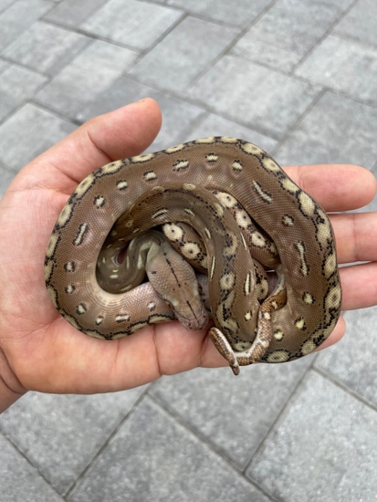 62.5% Kalaotoa/Madu Phantom 100% Het Anery Reticulated Python by ...