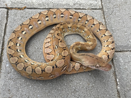 62.5% Kalaotoa/Madu SD Platinum 100% Het Anery Reticulated Python by ...