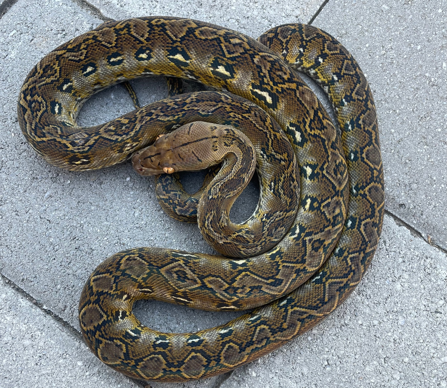 50% Philippine/25% Kalaotoa Marble Reticulated Python by Herpetofauna ...
