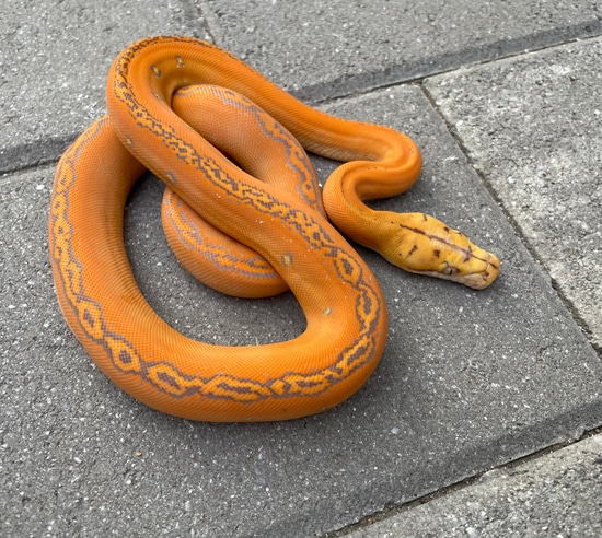 62.5% Kalatoa/Jampea Purple GC 100% Het Anery (Snow) Reticulated Python ...