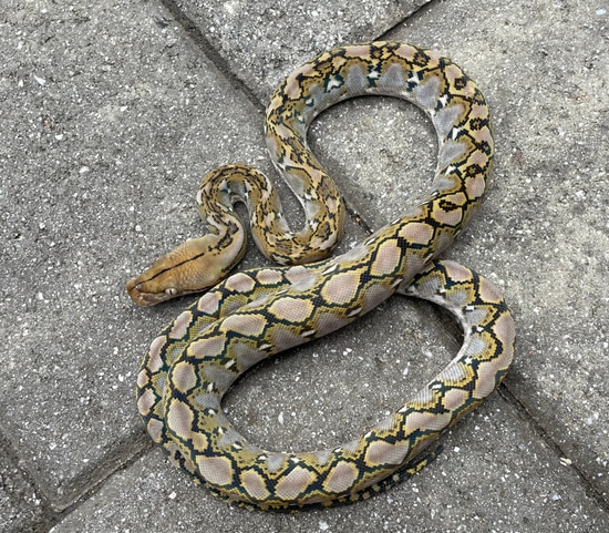 62.5% Kalaotoa/Jampea Anery 100% Het Purple Reticulated Python by ...