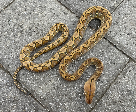 87.5% Kalaotoa/Madu Wildtype PH Anery Reticulated Python by ...