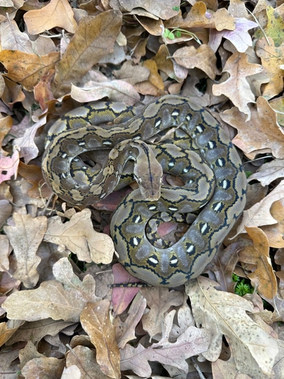 87.5% Kalaotoa/Madu WildType Reticulated Python by Herpetofauna Company