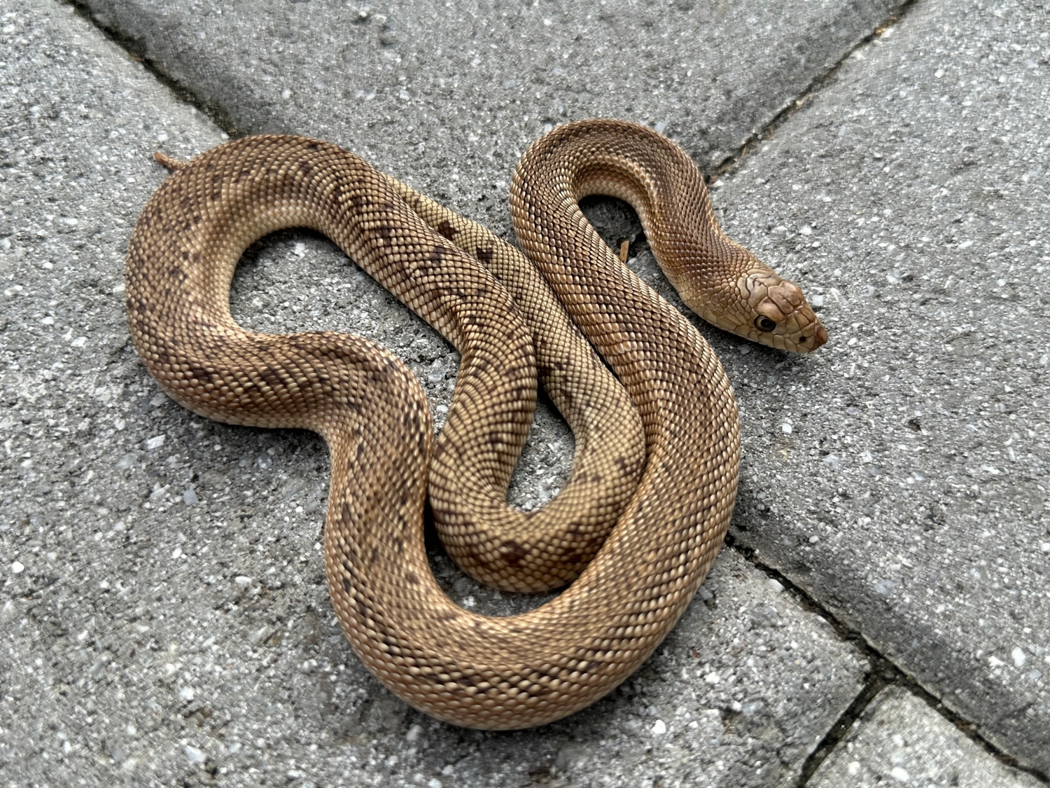 Patternless Snake 1.1 Patternless Florida Pine Snake