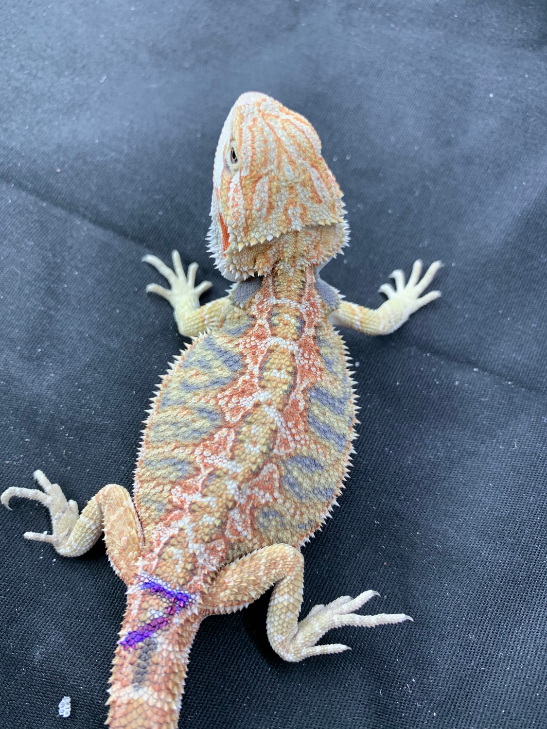 Citrus Hypo Het Translucent Central Bearded Dragon by All About Feeders