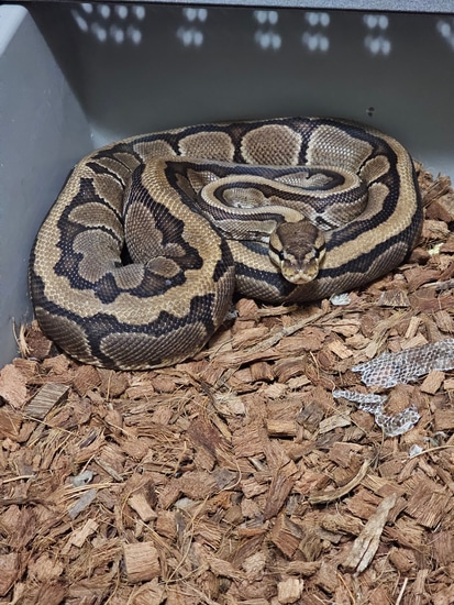 Chocolate Pinstripe Ball Python by Rough Country Morphs